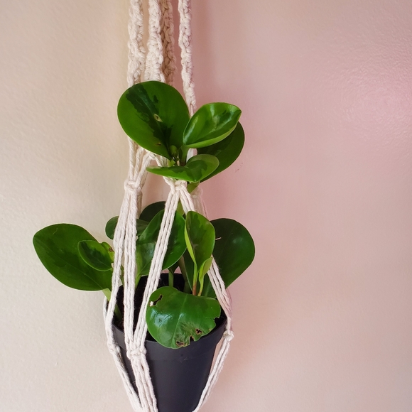 Macrame Plant Hanger (Diamond style) - Picture 5 of 7